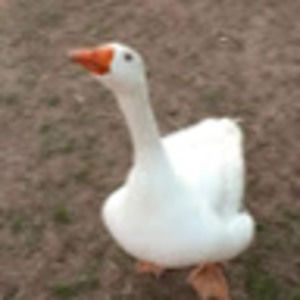 Meet your Posher, Jake